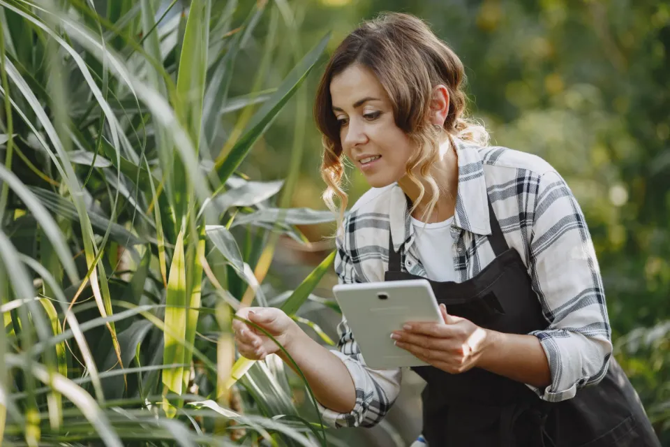 A woman checks tall crop leaves while recording on a tablet, outdoors